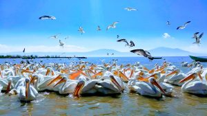 Lake Chapala - Pelicans